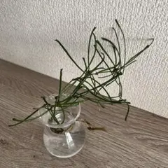 ホヤ　レツーサ　カット苗のサムネイル