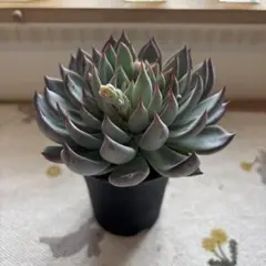 ❤️確認用❤️ミックスベリア❤️青鬼❤️抜き苗♪          ✨メルカリ便✨札なし 2026年最新】おらいさん苗 青鬼の人気アイテム - メルカリ