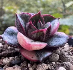 あ*う様 No.e266新入荷　麒麟座錦　エケベリア　多肉植物　撮影12月6日