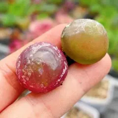 プロフみてねCOOKY様 リクエスト 3点 まとめ商品