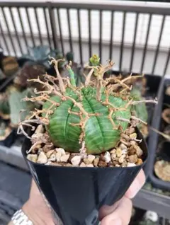 ユーフォルビア バリダ モンスト（群生株）鉢植え コーデックス 多肉植物 ユーフォルビア バリダ モンスト（群生株）鉢植え コーデックス 多肉
