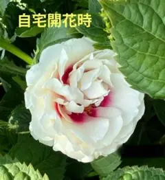 バラ苗　　珍しい海外種　香りあり　四季咲きのサムネイル