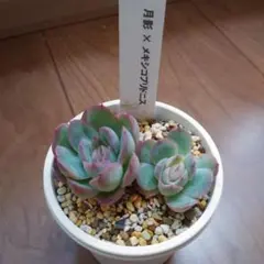 2025年最新】優木園の人気アイテム - メルカリ