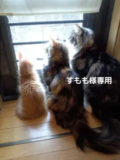 すもも様専用です♪︎