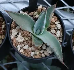 19 アガベ パラサナ 実生【選抜 地植え 耐寒性】 - メルカリ