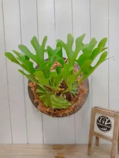 リドレイ　ドワーフ　板付 ビカクシダ リドレイ ドワーフ Platycerium ridleyi Dwarf