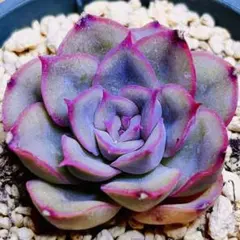 多肉植物❣️ブラックオレンジモンロー❣️韓国苗育成 抜き苗 f60