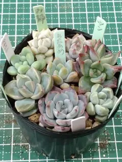 Apo様 リクエスト 2点 まとめ商品