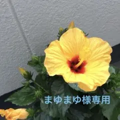 ハワイアンキルトポーチ