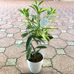 ♪ファグラエア斑入り♪鉢の直径約19㎝　鉢底から葉先まで約83㎝ ♪ファグラエア斑入り♪鉢の直径約19㎝ 鉢底から葉先まで約83㎝ | Mercari