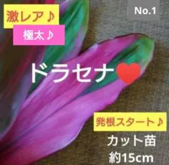 No.1【観葉植物】ドラセナドリーミー♥️葉っぱつきカット苗♪ - メルカリ