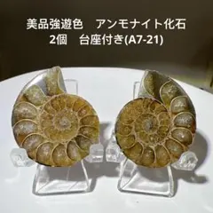 美品強遊色　アンモナイト化石　2個　台座付き(A7-43)