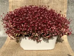 【キッチン　カメ様 専用】紅稚児　多肉植物　カット苗　30カット