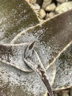 大量群生 子株付 DBディッキア Dyckia ML hybrid #228 ⑴ - メルカリ