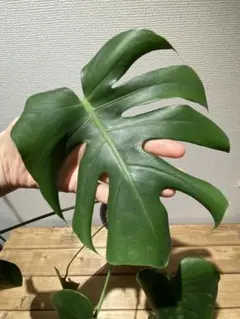 超希少 【“ポンポン″】極太茎／3節／脇芽（新芽）沢山 モンステラ