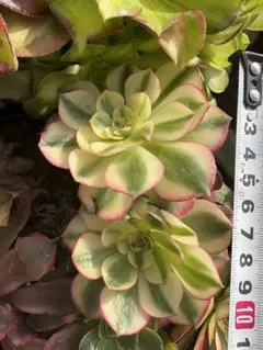 アエオニウム　ハロウィン白斑法師錦2苗セット