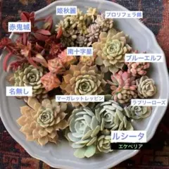 多肉植物セット　詰め合わせ②