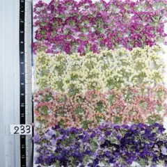 アリッサム　自然色 No 233 @800 押し花 押し花素材