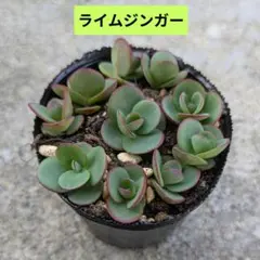 tkbh様 リクエスト 4点 まとめ商品