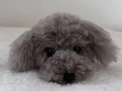 トイプードル編みぐるみ（植毛）犬 （伏せポーズ）ホワイト（鼻淡い