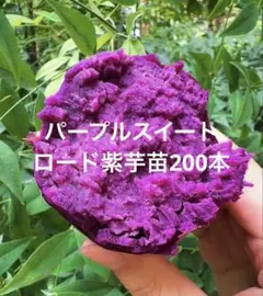 2026年最新】パープルスイートロードの人気アイテム - メルカリ