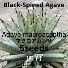 メルカリ便発送‼︎　マクロアカンサ錦　黄中斑　レア‼︎ 鉢付き発送 2025年最新】アガベ マクロアカンサ 中斑の人気アイテム - メルカリ