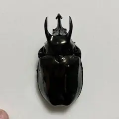 タイリクコーカサスオオカブト♂標本 Amazon.co.jp: WD 大型コーカサスオオカブト タイリクコーカサス