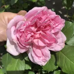 バラ苗　バラ挿し木苗　アント③