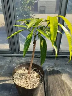 ①*:ஐ糖度も高い幻の大玉マンゴー！*:ஐ接木・マンゴー・苗木【キーツ】