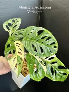 斑入りマドカズラ！鉢毎発送！二茎入りです！ 美株！二茎共にもしっかり斑入りのサムネイル