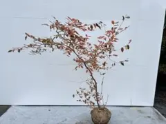 2025年最新】山採り ヤマコウバシの人気アイテム - メルカリ