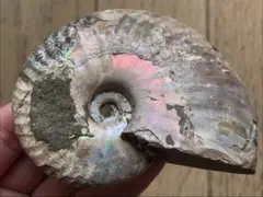 2026年最新】アンモナイト 化石 価格の人気アイテム - メルカリ