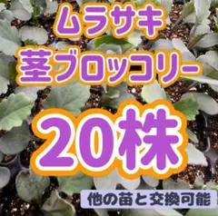 値下げ 育苗中農薬不使用 紫茎ブロッコリー