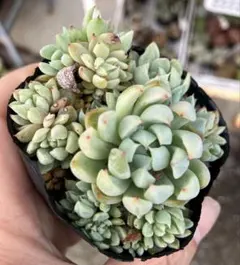 多肉植物抜き苗♡リンダリンダ♡7.5cmポット - メルカリ