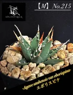 ユタエンシス エボリスピナ 陽炎 発送済み fit=scale-down,w=1200