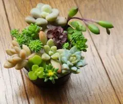 ちょこたん＊即購入可＊プロフ必読様 リクエスト 2点 まとめ商品