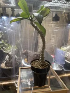 Pachypodium Bicolor 塊根植物 コーデックス - メルカリ