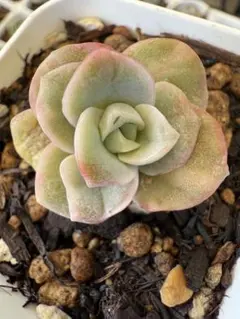 2025年最新】ピンクラブリーローズ 多肉の人気アイテム - メルカリ