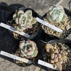抜き苗 多肉植物 エケベリアなど 4種セット
