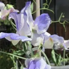 次郎様専用 スイートピー　ブルーリップル2苗