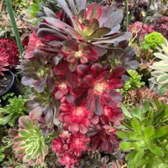 多肉植物。 V錦法師抜き苗 - メルカリ