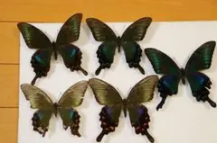 カラスアゲハ5匹ひろ様専用