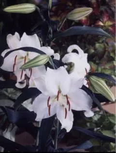 Lilia様 リクエスト 4点 まとめ商品