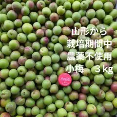 栽培期間中農薬不使用　　　　　 小梅　３kgのサムネイル