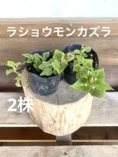 みねかえで様 リクエスト 2点 まとめ商品