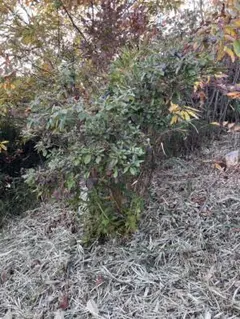 2025年最新】山採り ヤマツツジの人気アイテム - メルカリ