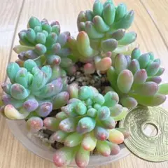 ぼのぼのさん苗 チェリーボンボン 2カット - メルカリ