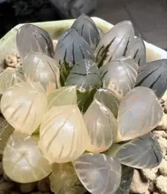 小*判様 多肉植物　ハオルチア　霓虹燈オブツーサ錦　極上斑