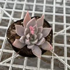 ヤマキ様 リクエスト 3点 まとめ商品