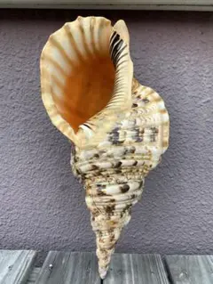 ②-1貝標本ヤエバイトカケ（蓋付） ②-1貝標本ヤエバイトカケ（蓋付）